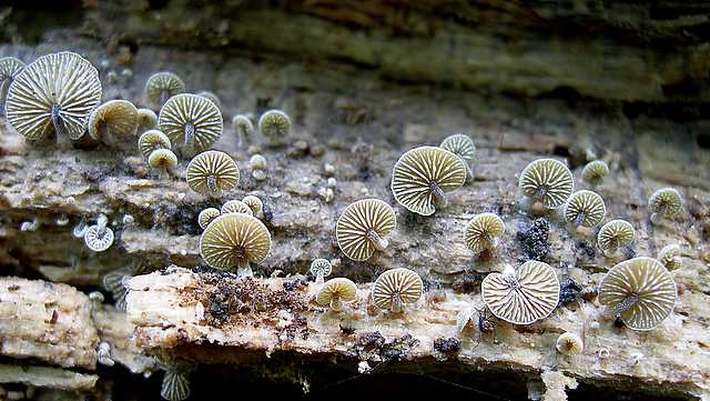 2005 :  Un anno di funghi